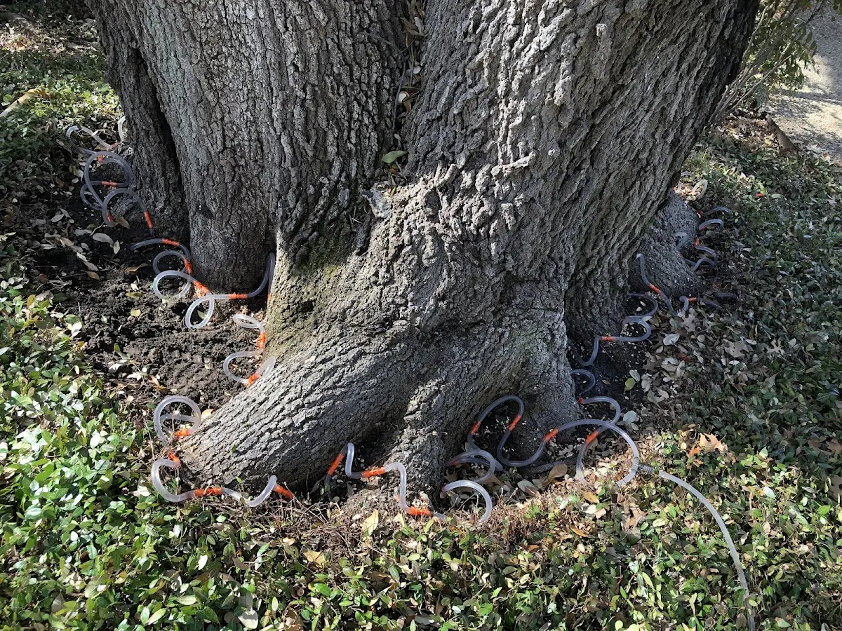 Detailed Tree Cabling and Bracing job site in Rancho Santa Fe