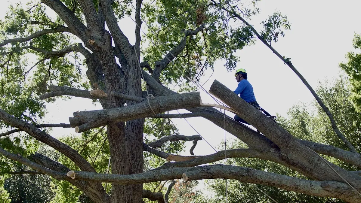 Professional Crown Thinning performed by certified arborists in Rancho Santa Fe