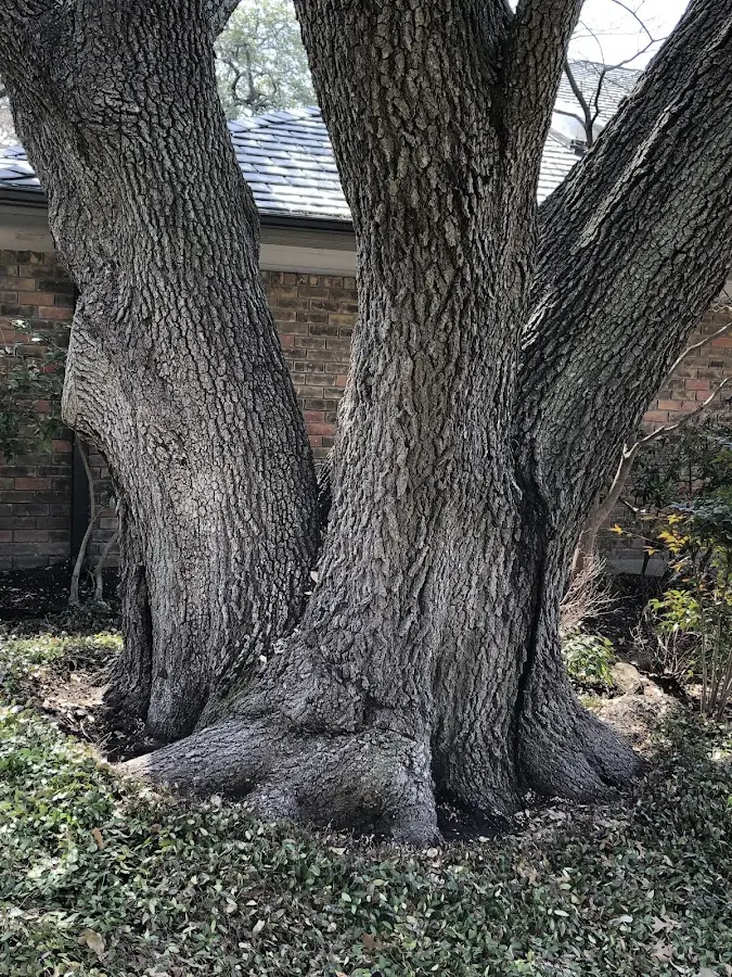 Mature heritage tree close to a Rancho Santa Fe property cared for by certified arborists